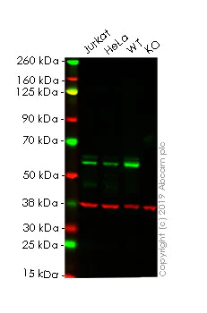 Western blot - Anti-c-Myc antibody [Y69] - ChIP Grade (AB32072)