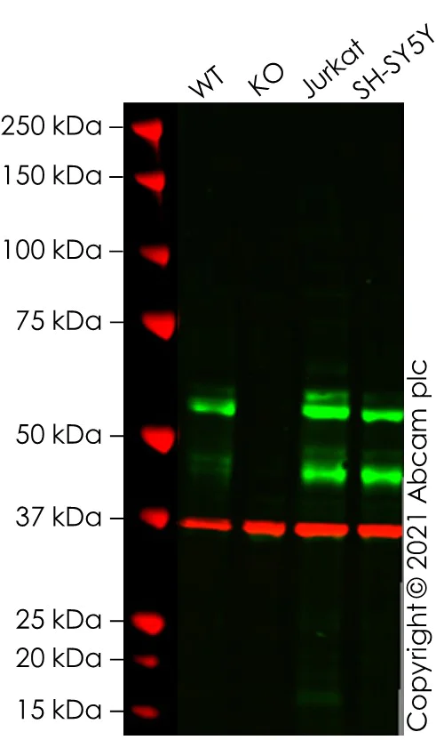 Western blot - Anti-c-Myc antibody [Y69] - ChIP Grade (AB32072)