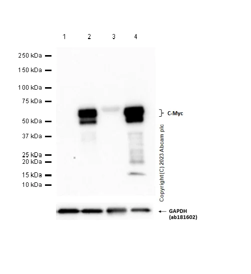 Western blot - Anti-c-Myc antibody [Y69] - ChIP Grade (AB32072)