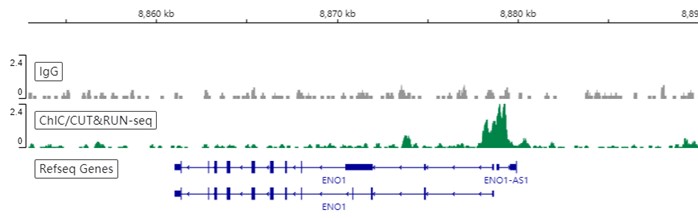 ChIC/CUT&RUN sequencing - Anti-c-Myc antibody [Y69] - ChIP Grade - BSA and Azide free (ab168727), expandable thumbnail