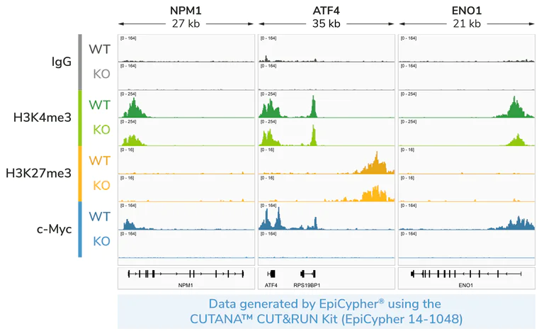 ChIC/CUT&RUN sequencing - Anti-c-Myc antibody [Y69] - ChIP Grade - BSA and Azide free (AB168727)