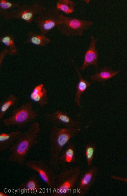 Immunocytochemistry/ Immunofluorescence - Anti-c-Myc antibody [Y69] - ChIP Grade - BSA and Azide free (ab168727), expandable thumbnail