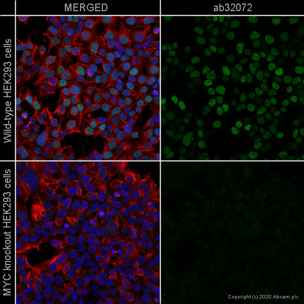 Immunocytochemistry/ Immunofluorescence - Anti-c-Myc antibody [Y69] - ChIP Grade - BSA and Azide free (ab168727), expandable thumbnail