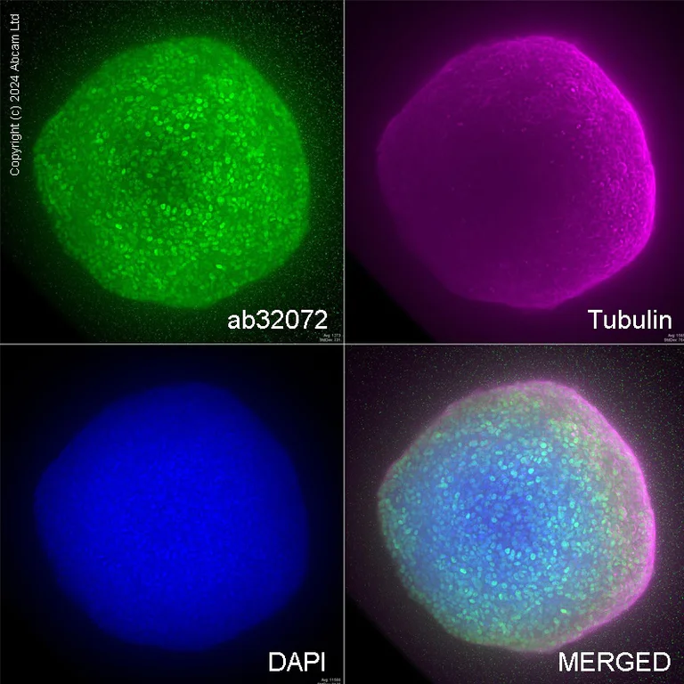 Immunocytochemistry/ Immunofluorescence - Anti-c-Myc antibody [Y69] - ChIP Grade - BSA and Azide free (AB168727)