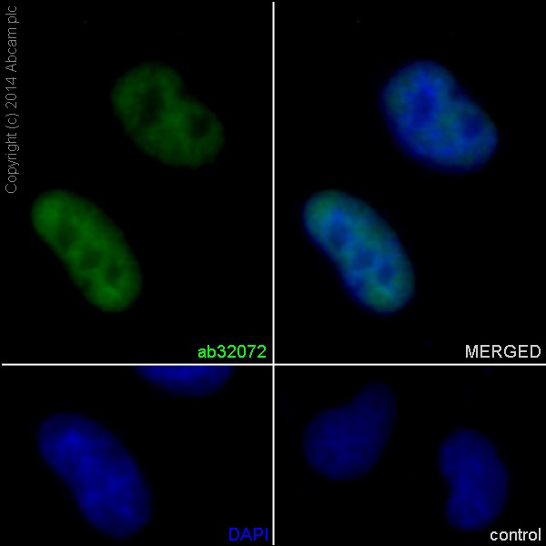 Immunocytochemistry/ Immunofluorescence - Anti-c-Myc antibody [Y69] - ChIP Grade - BSA and Azide free (ab168727), expandable thumbnail