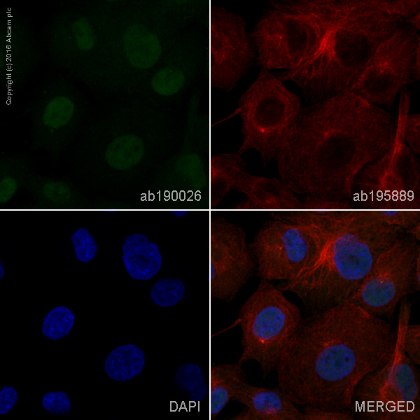 Immunocytochemistry/ Immunofluorescence - Anti-c-Myc antibody [Y69] - ChIP Grade - BSA and Azide free (ab168727), expandable thumbnail