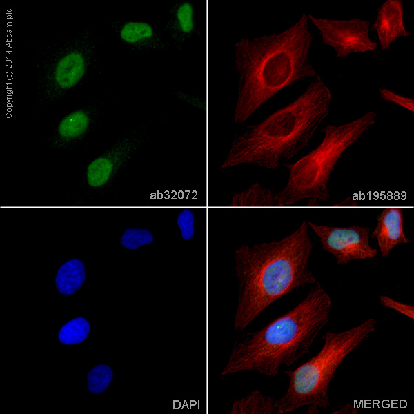 Immunocytochemistry/ Immunofluorescence - Anti-c-Myc antibody [Y69] - ChIP Grade - BSA and Azide free (ab168727), expandable thumbnail