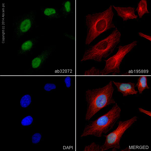 Immunocytochemistry/ Immunofluorescence - Anti-c-Myc antibody [Y69] - ChIP Grade - BSA and Azide free (AB168727)