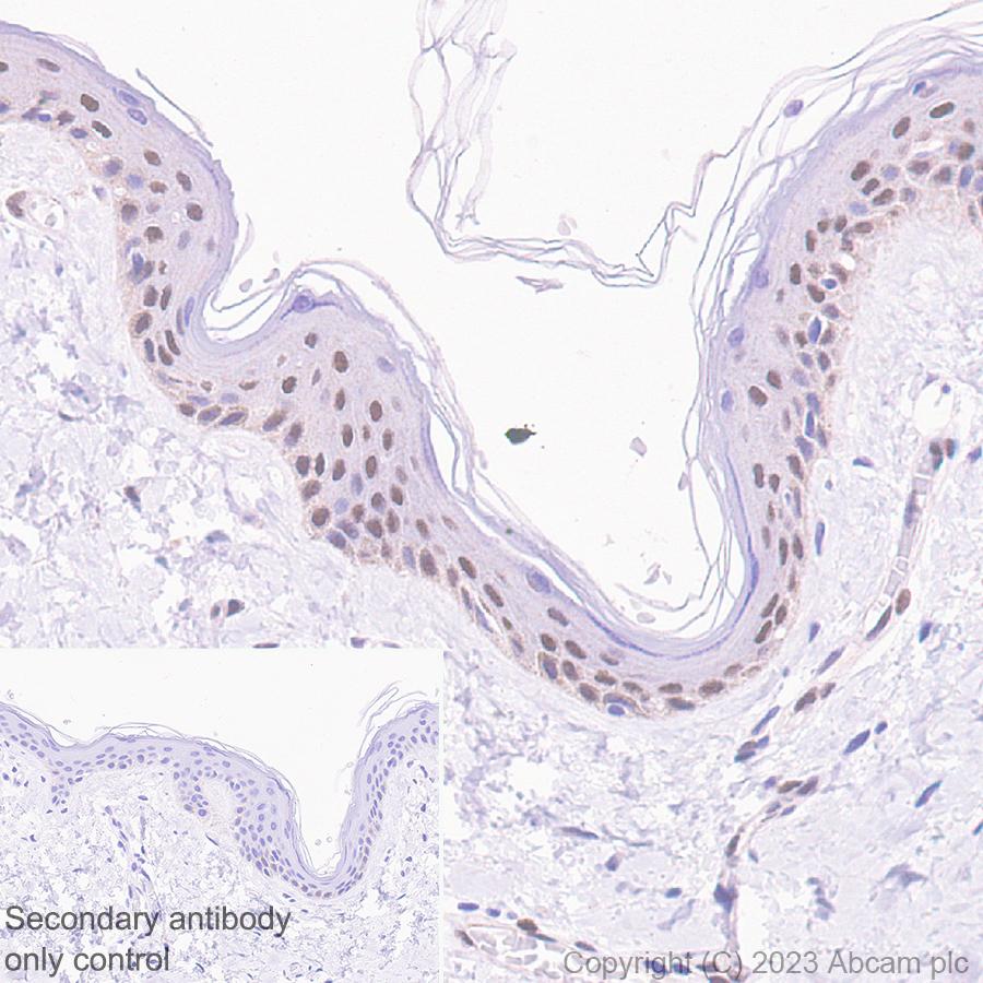 Immunohistochemistry (Formalin/PFA-fixed paraffin-embedded sections) - Anti-c-Myc antibody [Y69] - ChIP Grade - BSA and Azide free (ab168727), expandable thumbnail
