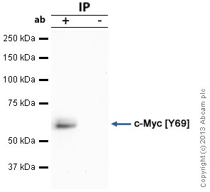 Immunoprecipitation - Anti-c-Myc antibody [Y69] - ChIP Grade - BSA and Azide free (AB168727), expandable thumbnail