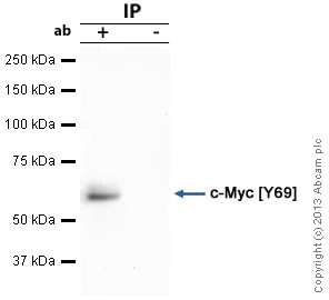 Immunoprecipitation - Anti-c-Myc antibody [Y69] - ChIP Grade - BSA and Azide free (AB168727)
