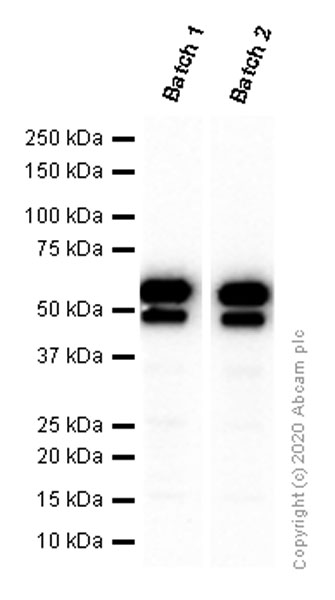 Western blot - Anti-c-Myc antibody [Y69] - ChIP Grade - BSA and Azide free (ab168727), expandable thumbnail
