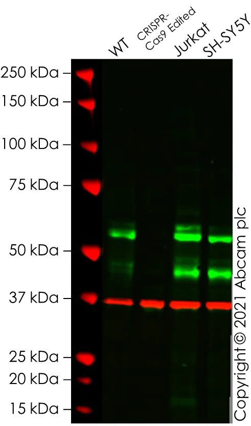 Western blot - Anti-c-Myc antibody [Y69] - ChIP Grade - BSA and Azide free (AB168727)