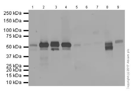 Western blot - Anti-c-Myc antibody [Y69] - ChIP Grade - BSA and Azide free (ab168727), expandable thumbnail