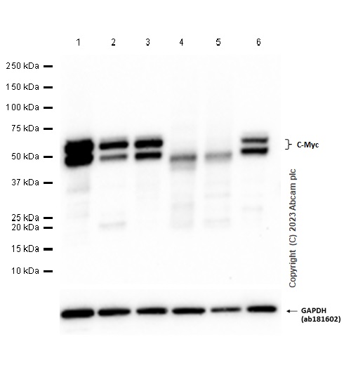 Western blot - Anti-c-Myc antibody [Y69] - ChIP Grade - BSA and Azide free (ab168727), expandable thumbnail