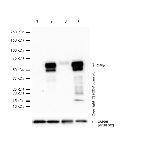 Western blot - Anti-c-Myc antibody [Y69] - ChIP Grade - BSA and Azide free (ab168727), expandable thumbnail