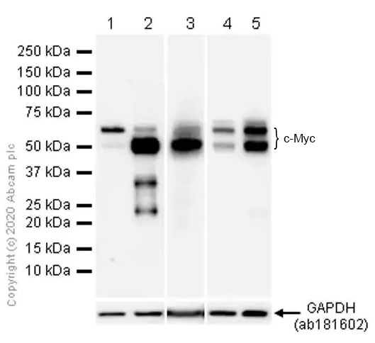 Western blot - Anti-c-Myc antibody [Y69] - ChIP Grade - BSA and Azide free (ab168727), expandable thumbnail