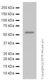 Western blot - Anti-c-Myc antibody [Y69] - ChIP Grade - BSA and Azide free (ab168727), expandable thumbnail