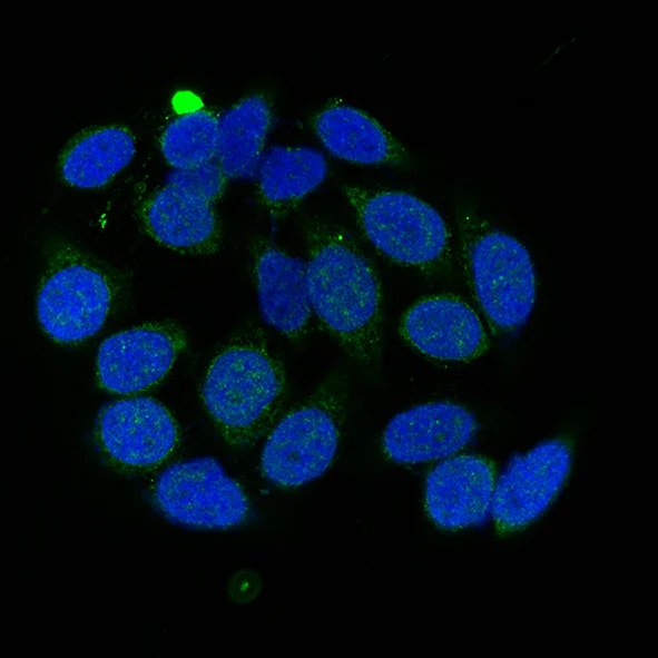 Immunocytochemistry/ Immunofluorescence - Anti-c-Myc (phospho S62) antibody [33A12E10] (AB78318)