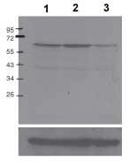 Western blot - Anti-c-Myc (phospho S62) antibody [33A12E10] (AB78318)