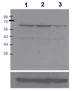 Anti-c-Myc (phospho S62) antibody [33A12E10] (ab78318) | Abcam