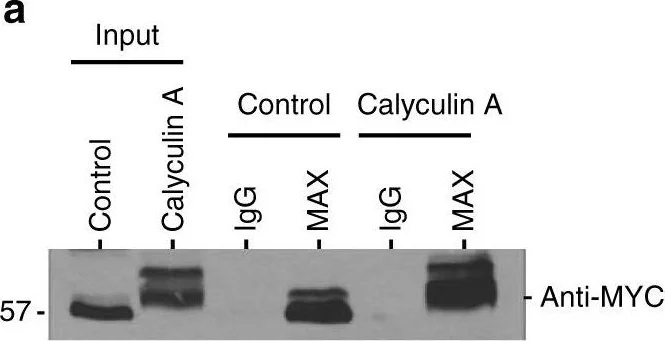 Western blot - Anti-c-Myc (phospho S62) antibody [33A12E10] (AB78318)