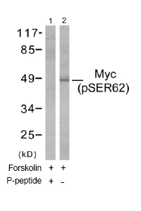 Western blot - Anti-c-Myc (phospho S62) antibody (AB51156)
