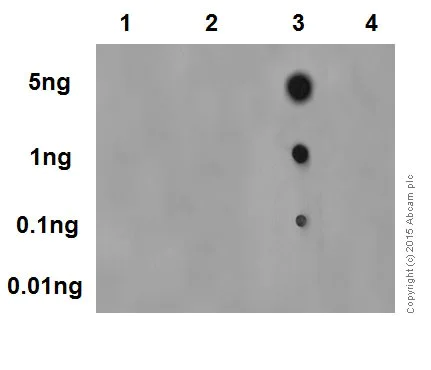 Dot Blot - Anti-c-Myc (phospho S62) antibody [EPR17924] - BSA and Azide free (AB232691)