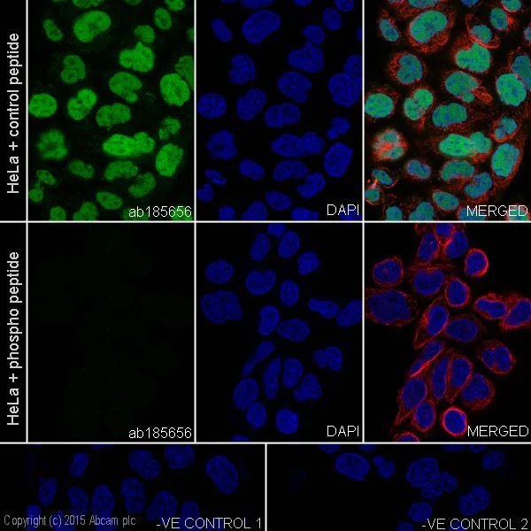 Immunocytochemistry/ Immunofluorescence - Anti-c-Myc (phospho S62) antibody [EPR17924] - BSA and Azide free (AB232691)