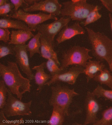 Immunocytochemistry/ Immunofluorescence - Anti-c-Myc (phospho T58) antibody (AB28842), expandable thumbnail
