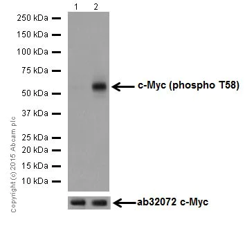 Western blot - Anti-c-Myc (phospho T58) antibody [EPR17923] (AB185655)