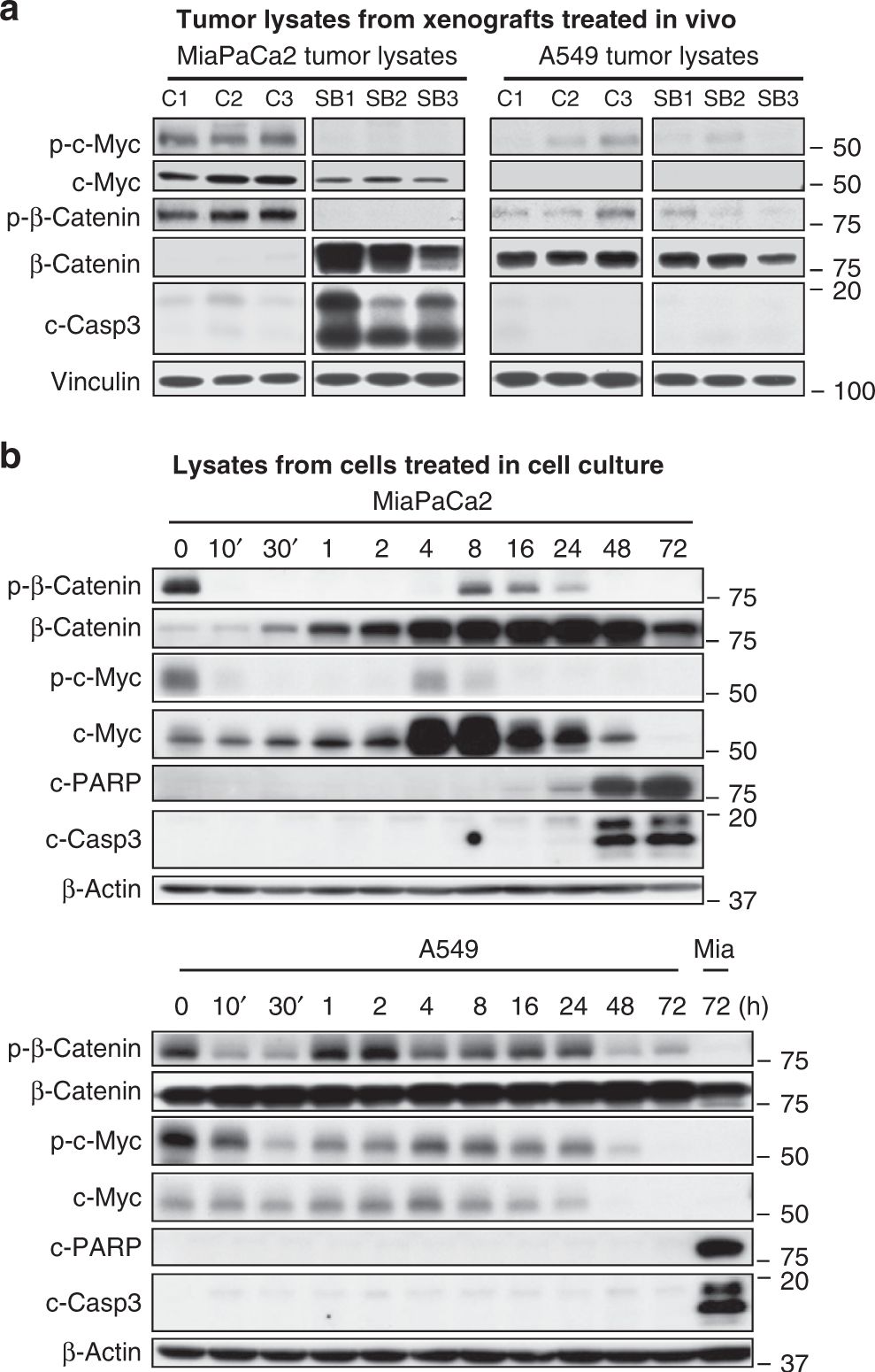 Western blot - Anti-c-Myc (phospho T58) antibody [EPR17923] (ab185655), expandable thumbnail