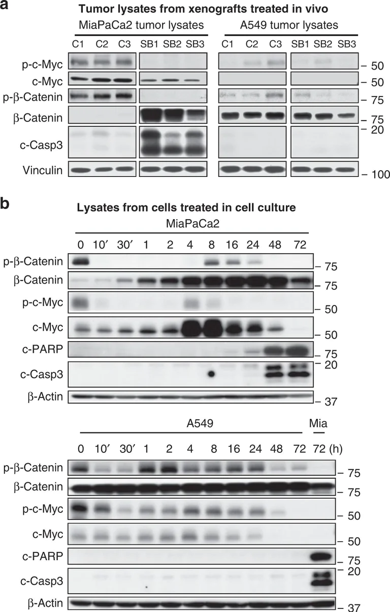 Western blot - Anti-c-Myc (phospho T58) antibody [EPR17923] (AB185655)