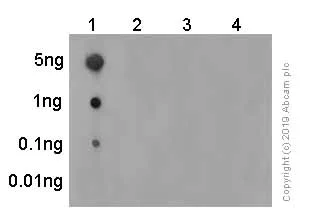 Dot Blot - Anti-c-Myc (phospho T58) antibody [EPR17923] - BSA and Azide free (AB236021)