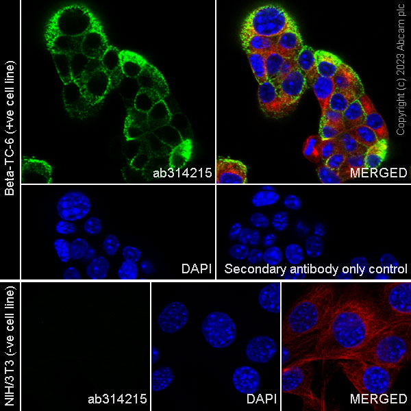 Immunocytochemistry/ Immunofluorescence - Anti-C Peptide antibody [EPR25854-146] (AB314215), expandable thumbnail