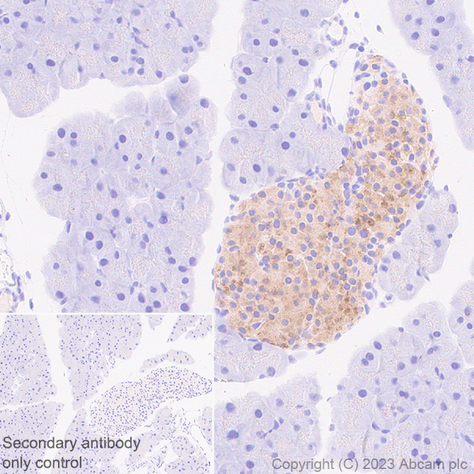 Immunohistochemistry (Formalin/PFA-fixed paraffin-embedded sections) - Anti-C Peptide antibody [EPR25854-146] (ab314215), expandable thumbnail