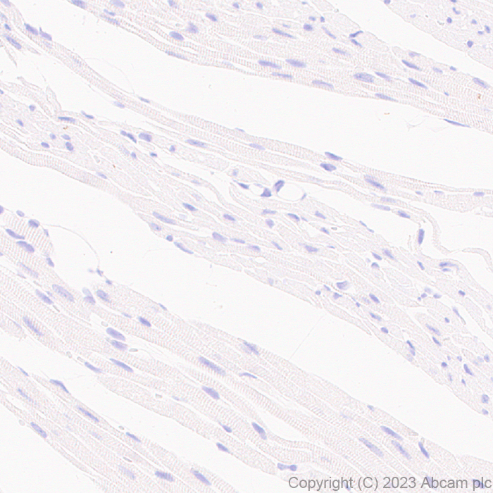 Immunohistochemistry (Formalin/PFA-fixed paraffin-embedded sections) - Anti-C Peptide antibody [EPR25854-146] (ab314215), expandable thumbnail