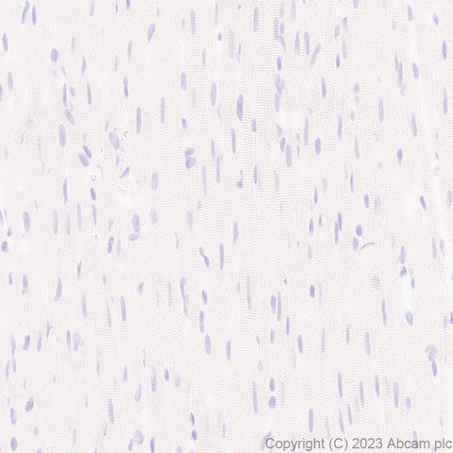 Immunohistochemistry (Formalin/PFA-fixed paraffin-embedded sections) - Anti-C Peptide antibody [EPR25854-146] (AB314215), expandable thumbnail