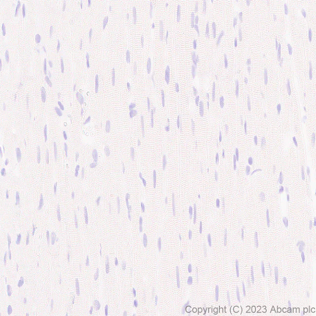Immunohistochemistry (Formalin/PFA-fixed paraffin-embedded sections) - Anti-C Peptide antibody [EPR25854-146] (AB314215)