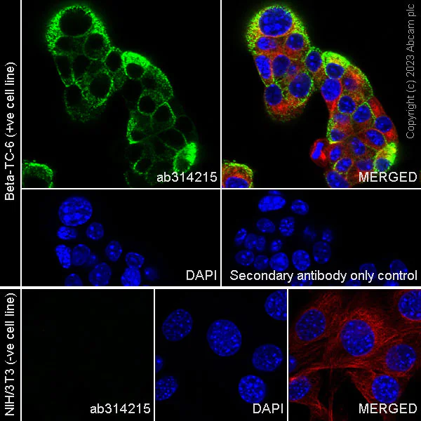 Immunocytochemistry/ Immunofluorescence - Anti-C Peptide antibody [EPR25854-146] - BSA and Azide free (AB314216)