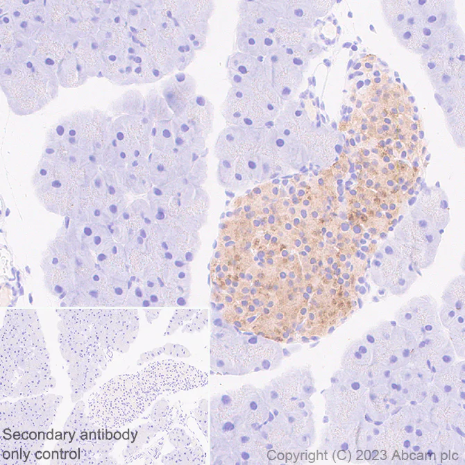 Immunohistochemistry (Formalin/PFA-fixed paraffin-embedded sections) - Anti-C Peptide antibody [EPR25854-146] - BSA and Azide free (AB314216)
