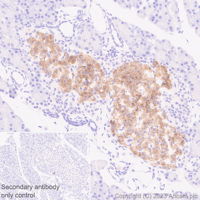 Immunohistochemistry (Formalin/PFA-fixed paraffin-embedded sections) - Anti-C Peptide antibody [EPR25854-146] - BSA and Azide free (AB314216)