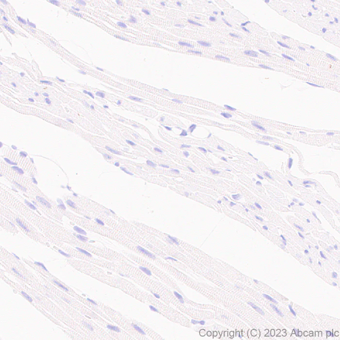Immunohistochemistry (Formalin/PFA-fixed paraffin-embedded sections) - Anti-C Peptide antibody [EPR25854-146] - BSA and Azide free (AB314216)
