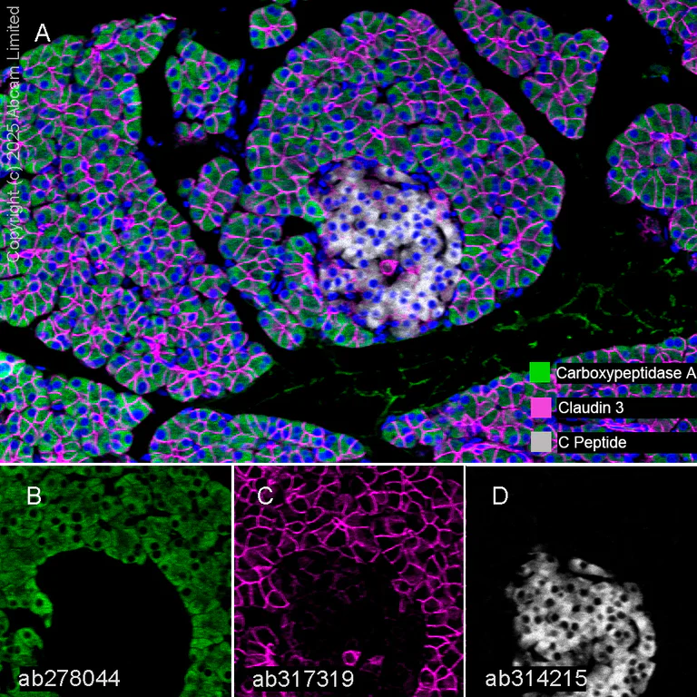 Multiplex immunohistochemistry - Anti-C Peptide antibody [EPR25854-146] - BSA and Azide free (AB314216)