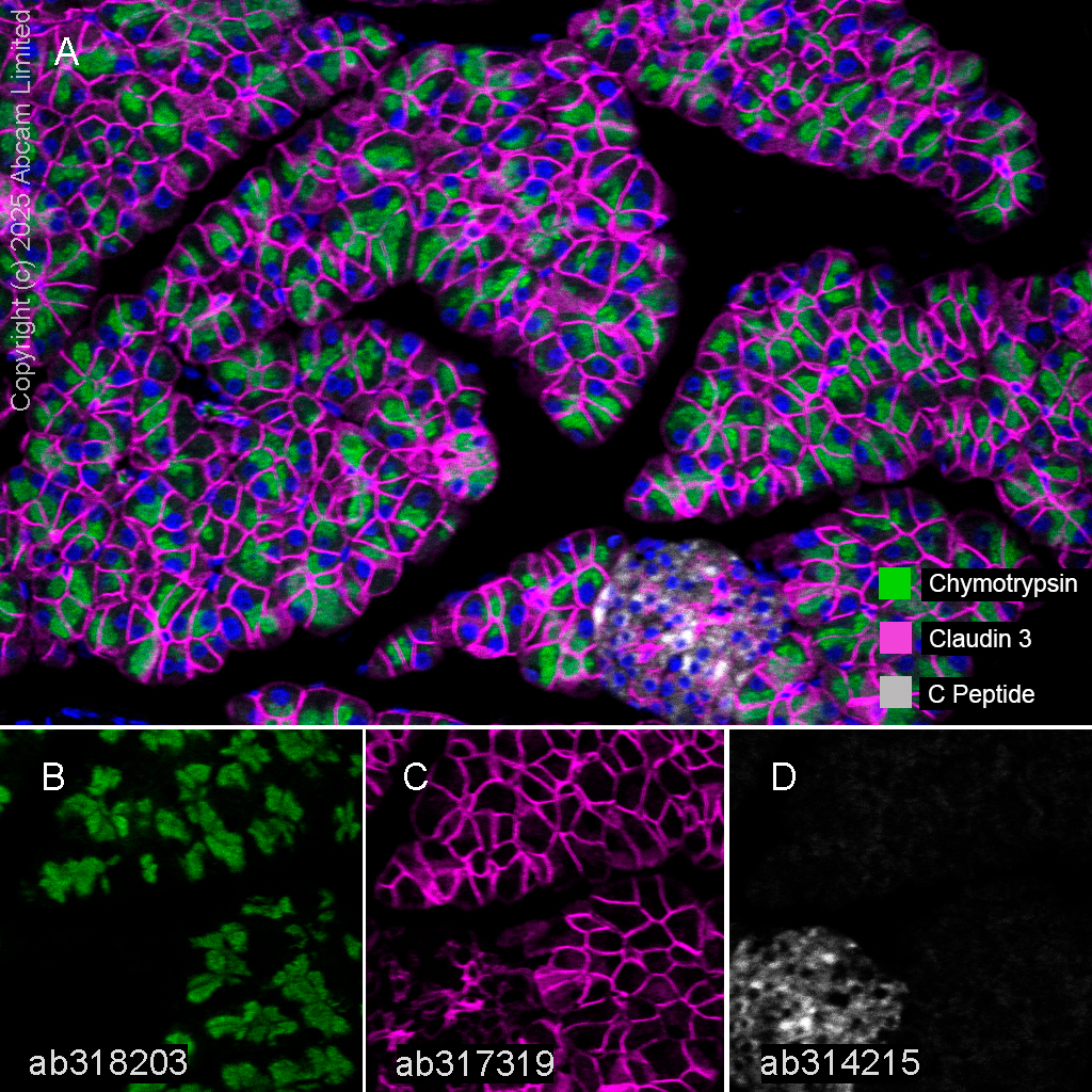 Multiplex immunohistochemistry - Anti-C Peptide antibody [EPR25854-146] - BSA and Azide free (AB314216), expandable thumbnail