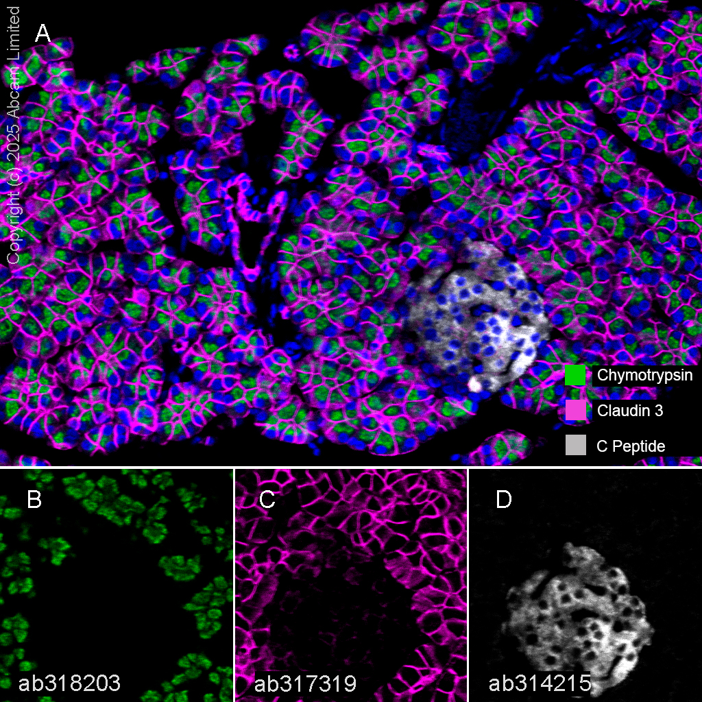 Multiplex immunohistochemistry - Anti-C Peptide antibody [EPR25854-146] - BSA and Azide free (AB314216), expandable thumbnail