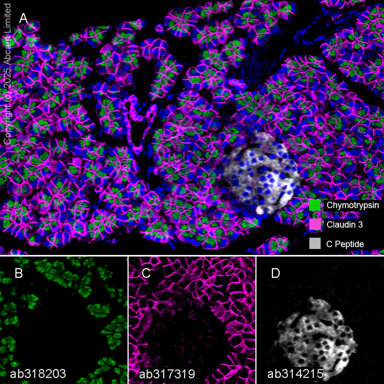 Multiplex immunohistochemistry - Anti-C Peptide antibody [EPR25854-146] - BSA and Azide free (AB314216)