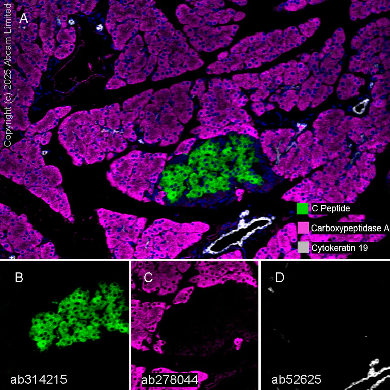 Multiplex immunohistochemistry - Anti-C Peptide antibody [EPR25854-146] - BSA and Azide free (AB314216)