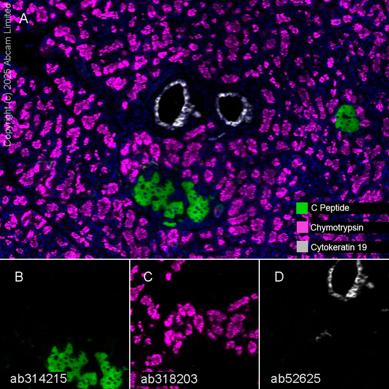 Multiplex immunohistochemistry - Anti-C Peptide antibody [EPR25854-146] - BSA and Azide free (AB314216)