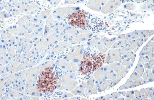 Immunohistochemistry - Anti-C-Peptide antibody [HL1158] (AB307800), expandable thumbnail